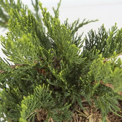 Juniperus sabina ‘Tamariscifolia’ – Conífera Rastrera en Maceta 2.5L – Planta de 5–15 cm, Resistente y Cobertora, Ideal para Jardines y Zonas Secas
