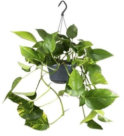 Efeutute – Epipremnum Aureum – Ø15cm x H25cm – Schneller Wuchs – Pflegeleichte Zimmerpflanze – Luftreinigend – Kletter- & Hängepflanze