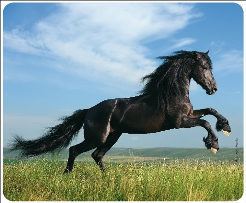 Edition Colibri Mousepad/Mauspad: Pferd, schwarzer Hengst, Qualitäts-Mauspad 23 x 19 cm aus extrem reissfestem Spezialkautschuk mit stark haftender Unterseite für optimalen Halt (Motiv 82)