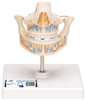 3B Scientific Menschliche Anatomie - Milchgebiss