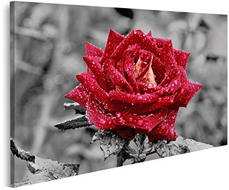 islandburner Quadro su tela Rosa rossa su sfondo grigio effetto colore Stampe Arte Poster Murale