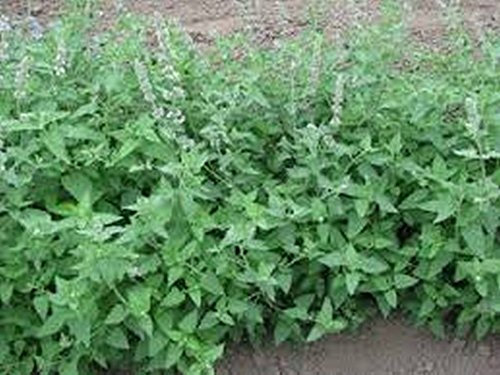 Katzenminze- (Nepeta Cataria) - 250 Semi