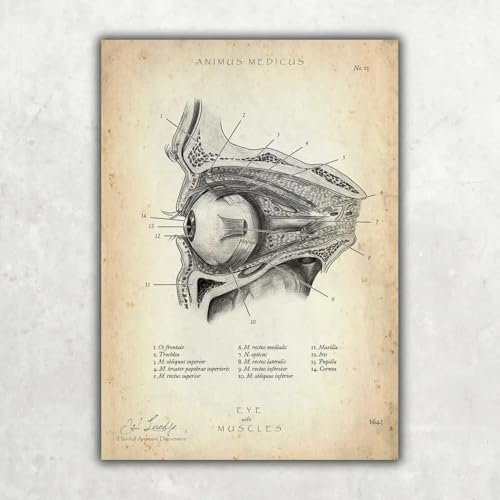 Die Augen Anatomie A4