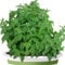 Welldales 50 Catnip Seeds Pack Gardens & Pots Aromatic Bush Plants UK Nepeta Cataria Catmint