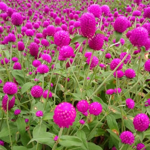100 pcs kugelamarant pflanze samen - gartenblumen mehrjährig winterhart gartensamen zimmerbonsai bonsai alte sorten saatgut, kugelamaranth pflanzensamen geschenk, balkonblumen bienenweide