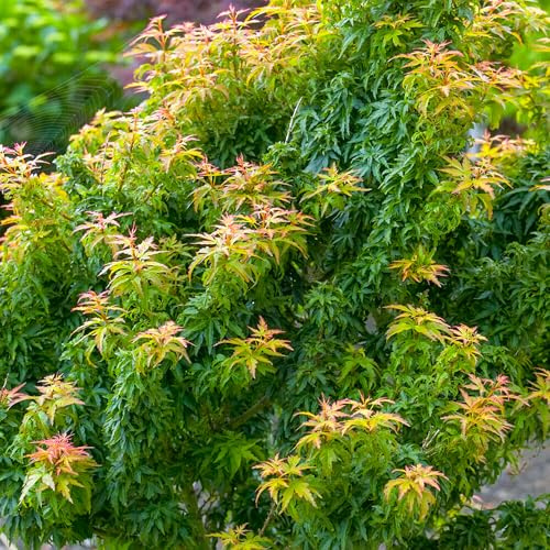 Acer palmatum Koto Hime, árbol de arce japonés, plantas de jardín al aire libre en maceta.