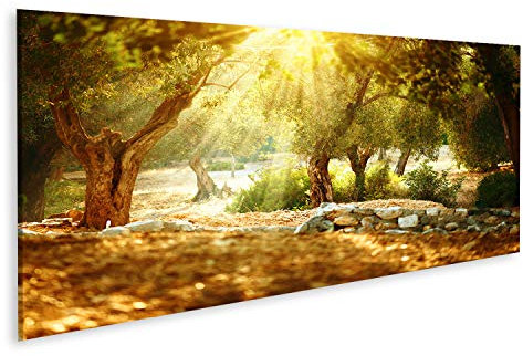 islandburner, Bild auf Leinwand Olivenbäume Garten. Mediterraner Olivenhain mit altem Olivenbaum Wandbild Leinwandbild Kunstdruck Poster 120x40cm - Panorama