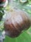Ficus carica Bornholm Diamant - Feige carica Bornholm Diamant