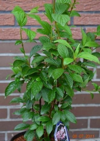 Winterschneeball Viburnum bodnantense Dawn 40-60 cm 5 L Topf | Winterhart, winterblühend & duftend – bienenfreundlich mit dekorativer Herbstfärbung für den Garten