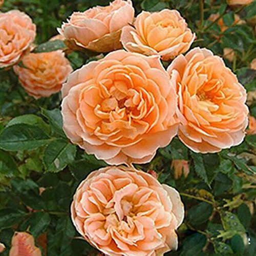 Saterkali Semi di rosa rampicante, 500 Pz/borsa Semi di rosa rampicante Perenne Facile da produrre Semi di fiori in vaso multicolore Decorazioni da giardino Arancia