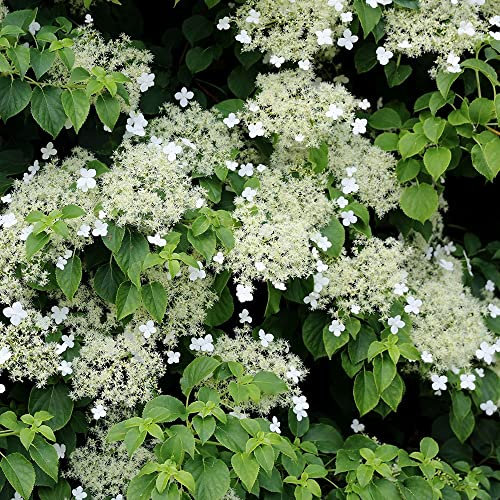 Plant Theory 80cm - 100cm Hydrangea anomala petiolaris White Flowering Vine Climbing Plant 12L Pot