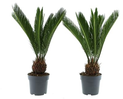 Cycas Revoluta (Sagopalme) Zimmerpflanze – Exotische Palme für Innenräume, Pflegeleicht & Langlebig (2, 50-60 cm)
