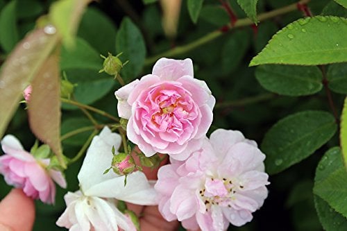 Ramblerrose Paul`s Himalayan Musk Containerrosen im großen 7,5 Liter Topf