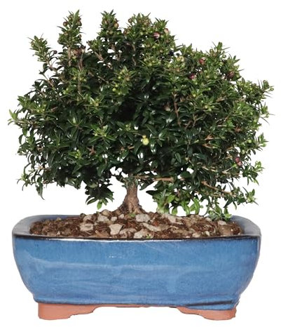 KENTIS - Bonsai Mirto - Bonsai Myrtus Communis - Piante Vere da Esterno - Vaso in Ceramica - H 23-30 cm Vaso Ø 21