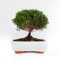 KENTIS - Bonsai Mirto - Bonsai Myrtus Communis - Piante Vere da Esterno - Vaso in Ceramica - H 23-30 cm Vaso Ø 21
