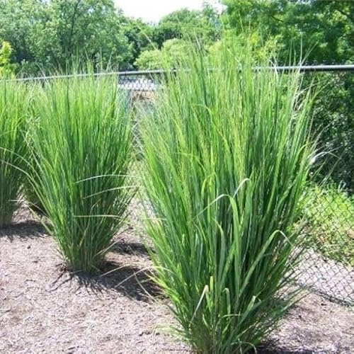 12 x Panicum virgatum 'Northwind' XL - Ruten-Hirse in 2 Liter Topf