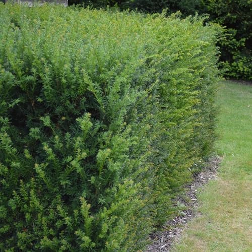 Tasso europeo Taxus baccata - pervinca - pianta siepe - 6 piante - 17 cm x 60 cm - facile da pulire