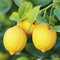 Genipap 10 semillas de limonero Eureka