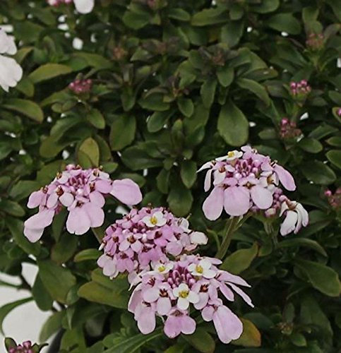 Schleifenblume Pink Ice - Iberis sempervirens