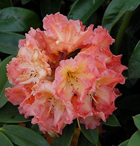 Großblumige Rhododendron Sun Fire 50-60cm - Alpenrose - lebende Gartenpflanze aus den Baumschulen