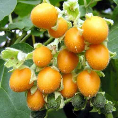 Portal Cool Tamarillo amarillas, semillas de tomate de árbol comestibles de frutas Recetas fáciles de cultivar Plus