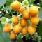 Portal Cool Tamarillo amarillas, semillas de tomate de árbol comestibles de frutas Recetas fáciles de cultivar Plus