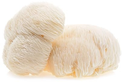 Hawlik Pilzbrut - BIO setas autocultivo Lions Mane - melena de león fácil de cultivar usted mismo - kit cultivo setas Hericium - set completo para el casa o el huerto en casa