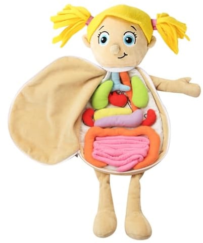 3D-Organ-Spielzeug-Set – 156 g Body-Struktur-Puzzlepuppe, Crystal Human Body Anatomy Lehrwerkzeuge, Science Learning Kits für Kinder für Zuhause, Schule, Teaching Aids