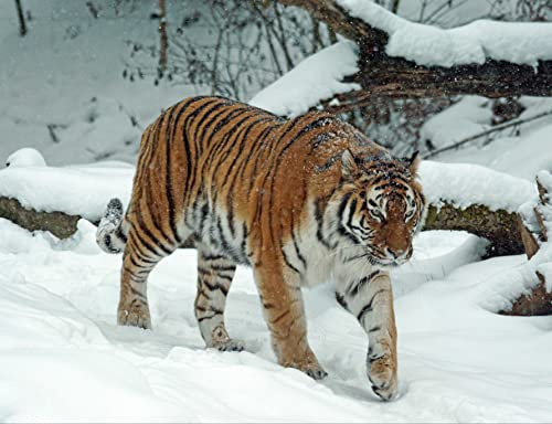 hansepuzzle 21250 - Tiger im Schnee Puzzle 1000 Teile - Tierwelt-Puzzle mit hochwertiger Aufbewahrung: Kartonbox und wiederverschließbarem Beutel - Format 60 × 46 cm