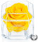 A 100% Real Rose That Lasts Years - Eternal Petals, Handmade in UK, Flowers Delivery Next Day – White Gold Solo (Yellow)