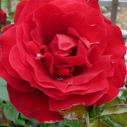 YouGarden Rose 'Fab at 60' â„¢, Potted in a 4 Litre, Garden Ready, Birthday 60th Gift