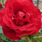 YouGarden Rose 'Fab at 60' â„¢, Potted in a 4 Litre, Garden Ready, Birthday 60th Gift