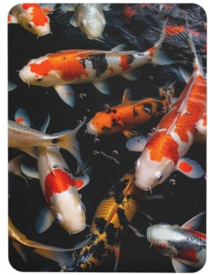 Magnetischer Kühlschrankmagnet Japan Fancy Koi Karpfen Fische Kühlschrankmagnete für Küche Niedlich Dekorativ Whiteboard Kühlschrank Aufkleber Starke Magnete für Karte Küche Büro