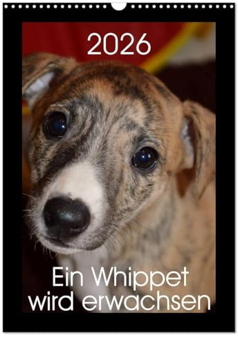 Ein Whippet wird erwachsen (Wandkalender 2026 DIN A3 hoch), CALVENDO Monatskalender: Eevee Moonlight ist ein kleines Whippet-Mädchen. (CALVENDO Tiere)