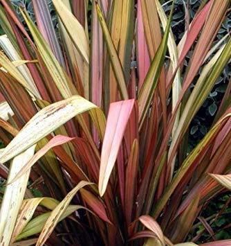 vegherb Frische Neuseeländer Flachs New Hybrids 10 Samen Ziergräser