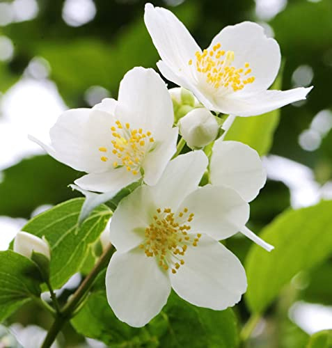 Duftender Bauernjasmin 125-150cm - Philadelphus coronarius - lebende Gartenpflanze aus den Baumschulen