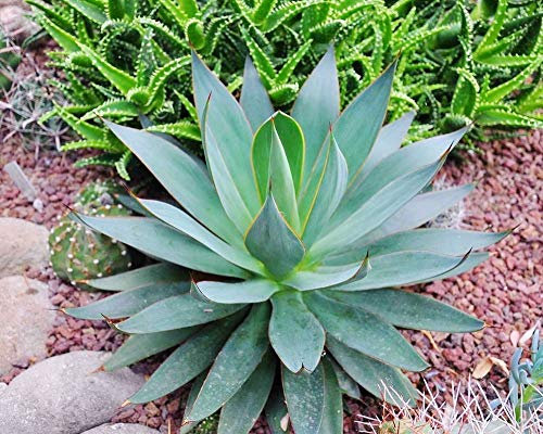 Portal Cool 10 Semi di Agave Attenuata subsp. Dentata, Succulente, Cactus, Succulente Seed C