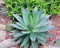 Portal Cool 10 Semi di Agave Attenuata subsp. Dentata, Succulente, Cactus, Succulente Seed C