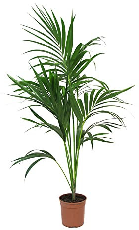 KENTIS - Palma Kentia - Howea Forsteriana - Piante Vere Da Interni - Piante Alte Da Appartamento - H 90-110 cm Vaso Ø 20 cm