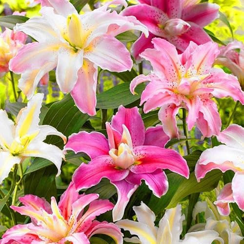 Blue Magic Design 10 Mixed Colour Lilium Asiatic Lily Gardening Summer Flower Bulb Lilies Corm