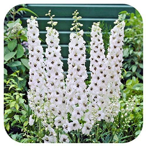 Delphinium x cultorum Magic Fountain 'Pure White' x 6 Large Plug Plants