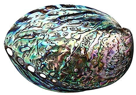 Basage Grand charme coquillage d'ormeau arc-en-ciel 10-12 cm