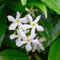 2xTrachelospermum Étoile de Venise – Jasmin de Toscane – Plante grimpante –Rustique-⌀15 cm-60-70cm
