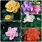 10 Stück samen hibiskus pflanze winterhart ankpflanzen winterhart winterharte pflanzen für garten mix blumenmischung blumensamen mischung steingartenpflanzen exotische pflanzen