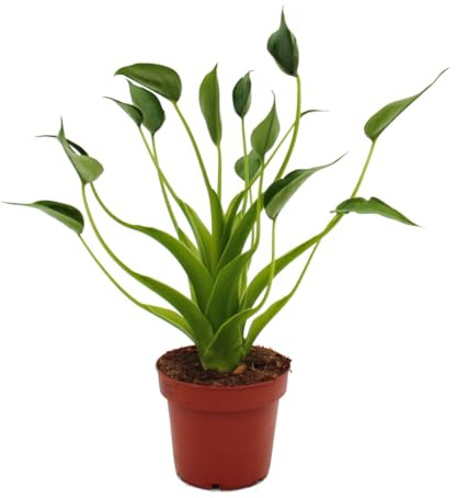 Exotenherz Alocasia « Tiny Dancer » - Feuille de flèche - Racine tropicale - Raridité - Pot de 12 cm