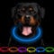 CCWW LED Leuchthalsband Hunde Halsband USB wiederaufladbar - Längenverstellbarer Haustier Sicherheit Kragen für Hunde und Katzen- 3 Modus