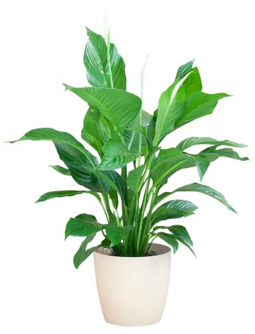 BloomPost Spathiphyllum + Korb - 65-75 cm Zimmerpflanze - Pflegeleicht - Zimmerpflanze - Einfach zu züchten - Pflanzen für Heim und Büro - Perfekt für saubere Luft - Topf enthalten