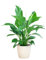BloomPost Spathiphyllum + Korb - 65-75 cm Zimmerpflanze - Pflegeleicht - Zimmerpflanze - Einfach zu züchten - Pflanzen für Heim und Büro - Perfekt für saubere Luft - Topf enthalten