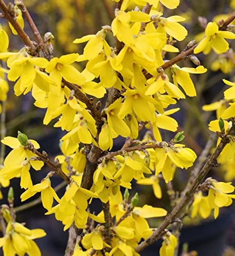 Forsythie Lynwood 125-150cm - Forsythia - lebende Gartenpflanze aus den Baumschulen