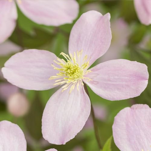 GreenboutiQ - Kletterpflanze - Clematis montana Rubens - Blüte Rosa - Frühblühend - Wenig Pflege - 2 Pflanzen - Topf 11cm Höhe 40cm